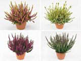 Erika (Funda) Çiçeği – Erica Carnea - 3 Adet Saksılı Karışık Renklerde