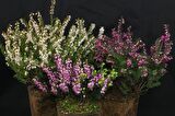 Erika (Funda) Çiçeği – Erica Carnea - 3 Adet Saksılı Karışık Renklerde