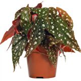 Çilli  Begonya – Begonia Maculata