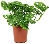 Delikli Devetabanı (Monstera Adansonii Monkey) Saksılı