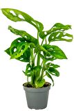 Delikli Devetabanı (Monstera Adansonii Monkey) Saksılı