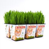 Kedi Çimi 12 cm'lik Saksıda