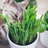 Kedi Çimi 12 cm'lik Saksıda
