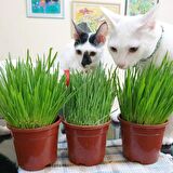Kedi Çimi 12 cm'lik Saksıda 10 Adet