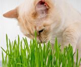 Kedi Çimi 12 cm'lik Saksıda 10 Adet