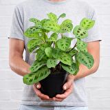 Dua Çiçeği (Maranta Kerchoveana) 20 cm  2 Adet