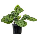 Dua Çiçeği (Maranta Kerchoveana) 20 cm  2 Adet