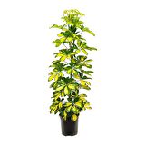 Şeflera( Alacalı ) – Şemsiye Ağacı 60-80 cm