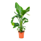 Starliçe (Cennet Kuşu Çiçeği) Strelitzia Nicolai - 60 cm 2 Adet
