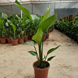 Starliçe (Cennet Kuşu Çiçeği) Strelitzia Nicolai - 60 cm 2 Adet