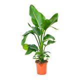 Starliçe (Cennet Kuşu Çiçeği) Strelitzia Nicolai - 60 cm 3 Adet