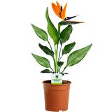 Starliçe (Cennet Kuşu Çiçeği) Strelitzia Nicolai - 60 cm 3 Adet