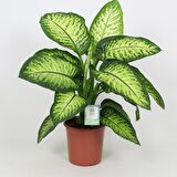 Difenbahya (Tropik) - Ağlayan Çiçek 40 cm 2 Adet