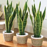 Paşa Kılıcı - Peygamber Kılıcı (Sansaveria trifasciata) 20 cm  3 Adet