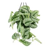 Alacalı Pathos Sarmaşığı (Scindapsus Pictus) Askılı Saksıda 2 Adet