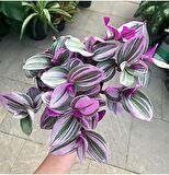 Pilea & Pembe Telgraf(Nanouk) & Delkli Deva Tabanı(Monstera Adonsii)