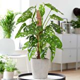 Pilea & Pembe Telgraf(Nanouk) & Delkli Deva Tabanı(Monstera Adonsii)