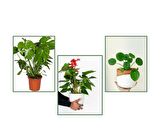 Deve Tabanı (Monstera) & Pilea & Anthoryum