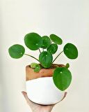 Deve Tabanı (Monstera) & Pilea & Anthoryum