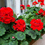 Sardunya- Pelargonium 5’li Karışık Renklerde 15cm