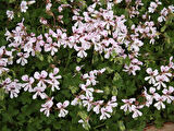 Sakız Sardunya – Pelargonium peltatum (Askılı Saksıda)
