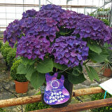 Ortanca – Hydrangea Macrophylla 20-40cm -Mor