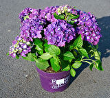 Ortanca – Hydrangea Macrophylla 20-40cm -Mor