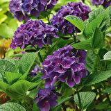 Ortanca – Hydrangea Macrophylla 20-40cm -Mor