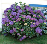 Ortanca – Hydrangea Macrophylla 20-40cm -Mor