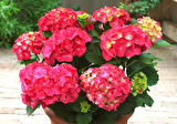 Ortanca – Hydrangea Macrophylla 20-40cm -Pembe