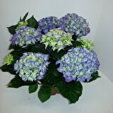 Ortanca – Hydrangea Macrophylla 20- 40cm -Mavi
