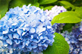 Ortanca – Hydrangea Macrophylla 20- 40cm -Mavi