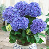 Ortanca – Hydrangea Macrophylla 20- 40cm -Mavi