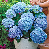 Ortanca – Hydrangea Macrophylla 20- 40cm -Mavi