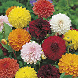 Yıldız Çiçeği – Dahlia 15 cm  5’li Karışık Renklerde
