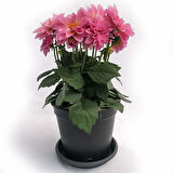 Yıldız Çiçeği – Dahlia 15 cm  5’li Karışık Renklerde