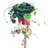 Gelin Teli Çiçeği – Begonia Saxifraga (Askılı Saksıda)