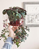 Gelin Teli Çiçeği – Begonia Saxifraga (Askılı Saksıda)