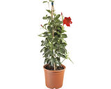 Mandevilla Sarmaşığı - Kırmızı 80-100cm