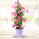 Mandevilla Sarmaşığı - Pembe 80-100cm