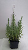 Lavanta – Lavandula Angustifolia