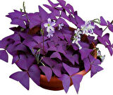 Uyku Çiçeği  (Oxalis Triangularis) - Süs Yoncası
