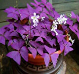 Uyku Çiçeği  (Oxalis Triangularis) - Süs Yoncası
