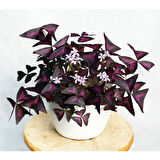Uyku Çiçeği  (Oxalis Triangularis) - Süs Yoncası