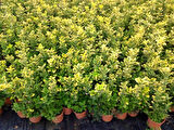 Gold Taflan (Euonymus Japonicus Aurea) Sarı Çit Bitkisi 3 Adet