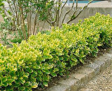 Gold Taflan (Euonymus Japonica Aurea) Sarı Çit Bitkisi 20 Adet