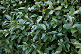 Ligustrum - Kurt Bağrı Çit Bitkisi 20 Adet