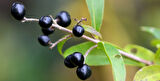 Ligustrum - Kurt Bağrı Çit Bitkisi 20 Adet