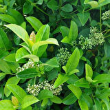 Parlak Yapraklı Kartopu – Viburnum Lucidum 30-40 cm Çit Bitkisi 3 Adet