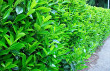 Parlak Yapraklı Kartopu – Viburnum Lucidum 30-40 cm Çit Bitkisi 10 Adet